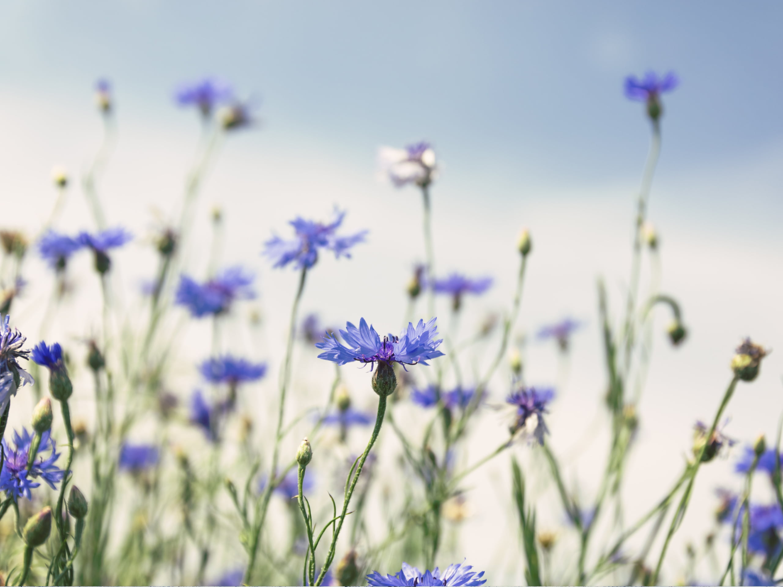 Swiss life insurance Valais Crans-montana